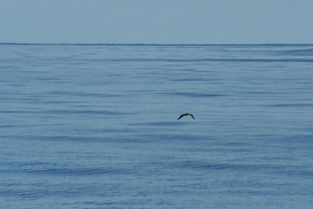A brown bird is flying over the open sea. The water is blue, and the sky is clear. The wings are down, and the bird is flying away from the camera.の写真素材