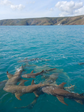 A shiver of sharks is seen from above the water - their fins are breaking the surface. Green hills are in the distance, and the sky is overcast.の写真素材