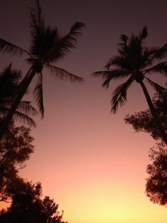 A sunset sky of yellow, pale pinks and oranges through to purple is framed by two coconut trees, which are seen in silhouette. A tiny crescent of a moon is just visible.の写真素材