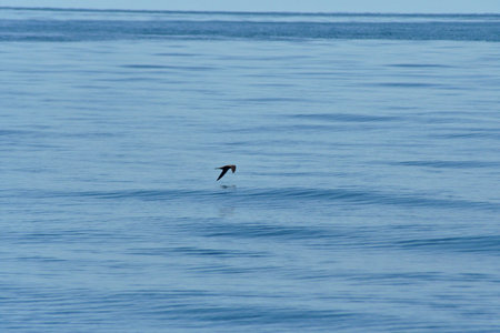 A brown sea bird is flying over the ocean. The bird is reflected in the ripples of the water. His wings are at the bottom of his stroke, just above the water. Aside from the bird, the image is blue.の写真素材