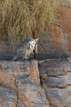 A rock wallaby stands on a ledge on a cliff face, peering down. Sunlight falls on his face. Dry grasses hang over the rock behind him. He is light grey, with black paws and feet.の写真素材