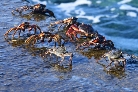 Crabs are standing in a rock ledge, wet from a recent wave. Some crabs have black and white bodies, while others have red or orange legs with a black bodies. The ledge is next to the ocean.の写真素材