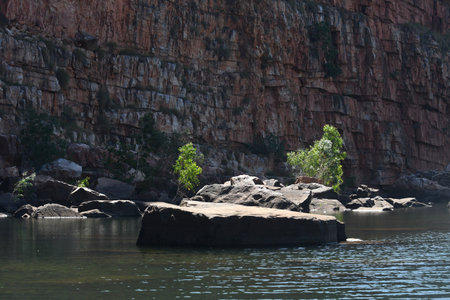 An emormous rock lies in a river at the base of a cliff. Other fallen rocks are nearby. Young saplings covered with bright green leaves grow amongst them, and also on the cliff face. Sunlight falls on the trees, but the cliff face is in shadow.の写真素材