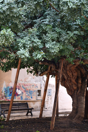 An old tree with an enormous trunk is supported by wooden planks. It is covered with green leaves. A stone path is beside it, with an iron bench, and a wall covered with graffiti.の写真素材
