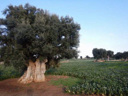 A very old olive tree with an enormous trunk is surrounded by a field of leafy green vegetables. Other old olive trees are in the distance. The trees are covered with green leaves.の写真素材