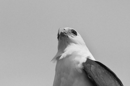The head and upper torso of a sea eagle is seen from below. His face and chest are white, and his wings dark. His beak is curved. The photo is in black and white.の写真素材