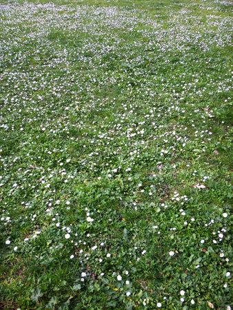 Details of grasses and small white flowers growing in a field. The grass and flowers fill the photo.の写真素材