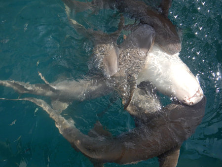A group of lemon sharks are feeding near the surface of the water. One is upside down, exposing its white abdomen. Small fish are swimming near the sharks.の写真素材