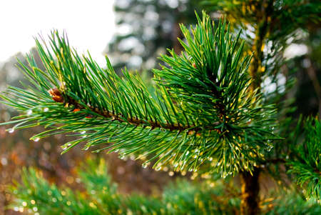Pine thorns with water drops の写真素材