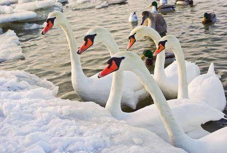 Five white swans are waiting for feedingの写真素材