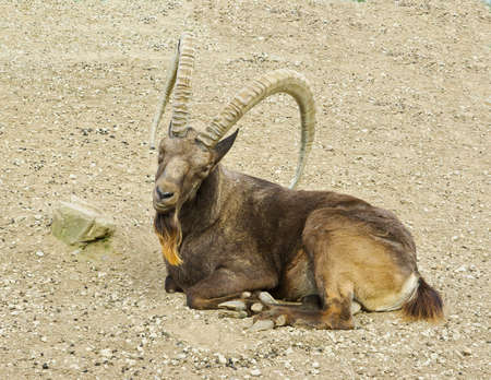 Sibirian ibex resting on rocky mountainの写真素材