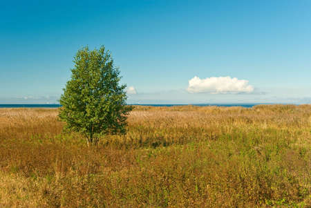 Lonely tree in meadow with sea on backgroundの写真素材