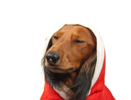 Pleased dachshund after eating over whiteの写真素材