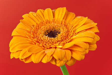 Yellow gerbera daisy covered with water drops isolated on red backgroundの写真素材