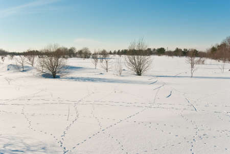 Winter landscape with wild animals tracks on snowの写真素材