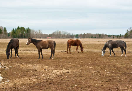 Horses on pastureland in springの写真素材