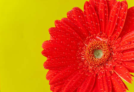 Red gerber with droplets after rain over yellow backgroundの写真素材