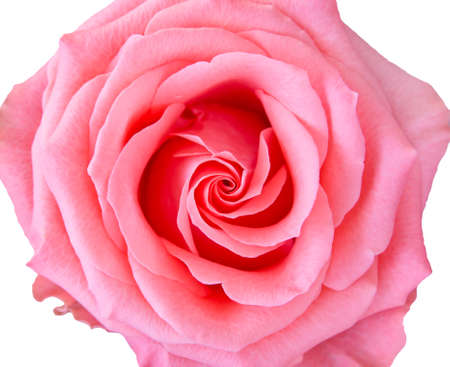 Single pink rose from above isolated on whiteの写真素材