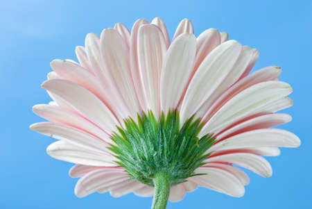 Gerbera daisy flower over clear blue skyの写真素材