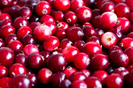 Fresh cranberry just seconds ego collected on swamp for background