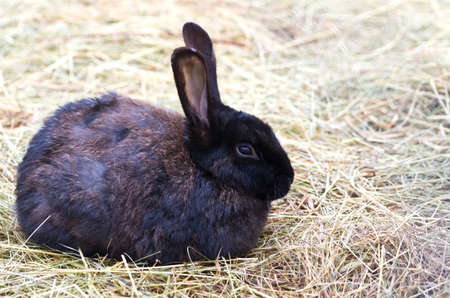 Small black rabbit sitting on hayの写真素材