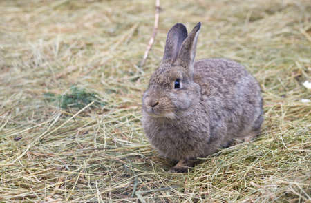 Gray rabbit in natureの写真素材