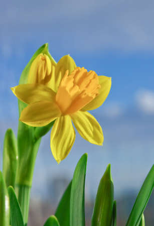 Yellow narcissus in natureの写真素材