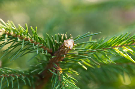 Pitch on fir tree close up