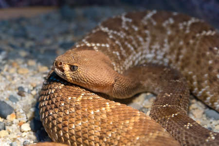 Red Diamond Rattlesnake (Crotalus Ruber)の写真素材