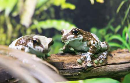 Amazon Milk Frog (Phrynohyas Resinifictrix)の写真素材
