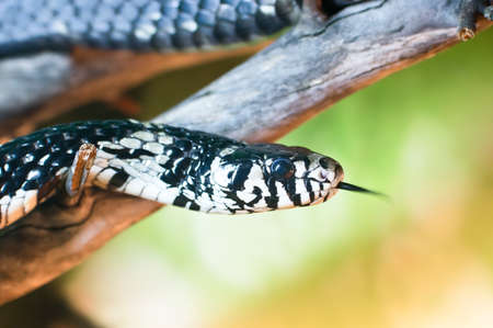 Chicken Snake (Spilotes Pullatus)の写真素材
