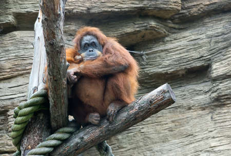 Sumatran orangutan (Pongo Pygmaeus Abelii)の写真素材