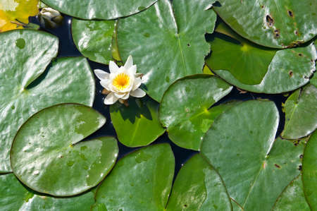 Water lily and green leaves on lakeの写真素材