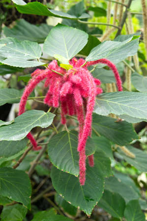 Acalypha hispida or philippines medusa flower