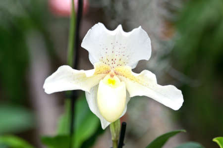 Paphiopedilum rosy down flower from orchidaceae familyの写真素材