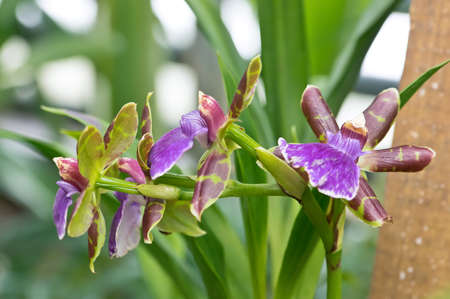 Zygopetalum hook flowers in gardenの写真素材