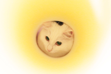 Home cat climbed into a tube of thick paperの写真素材