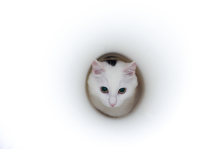 Home cat climbed into a tube of thick paperの写真素材