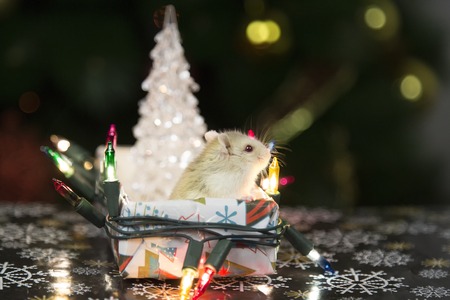 Hamster at the Christmas tree. White hamster in a box with a garland near the New Year treeの写真素材