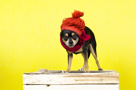 Dog in winter clothes. Funny dog ??of the Toy Terrier breed in winter clothes at the photo session in the studioの写真素材