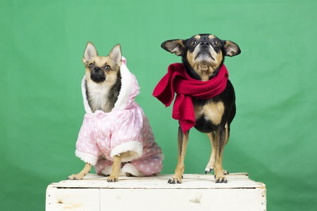 Funny dogs in winter clothes. Two dogs of the breed that the terrier in warm clothes at the photo session before the new yearの写真素材