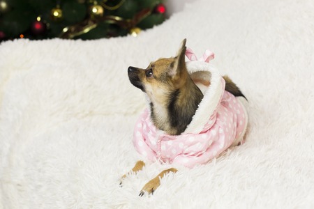 Funny dog ??on a white sofa. A dog of that terrier in a suit sits on a sofa on the background of a New Year treeの写真素材