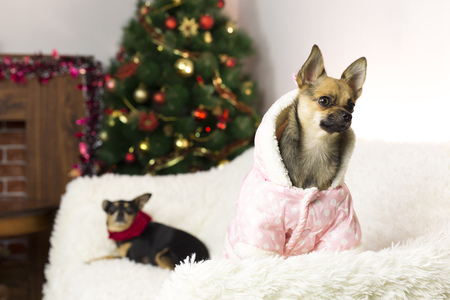 Two funny dogs at the New Year tree. Dogs of that terrier in clothes are sitting on a white sofa next to a Christmas tree for Christmasの写真素材