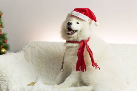 White dog in a red scarf and hat. A large white dog lying on a white sofa near the New Year tree. The dog has a red hat and scarf on his headの写真素材