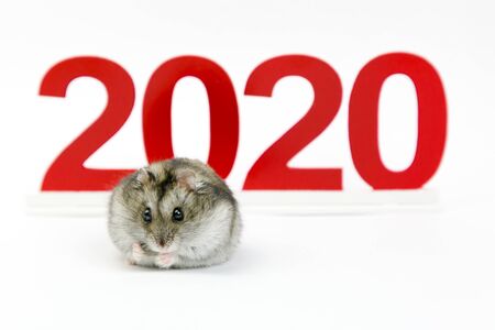 Christmas is a rat on a white background. New Year. 2020 year of the mouse on the calendar.の写真素材