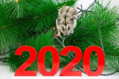 Home mouse on the branches of the Christmas tree. A white rat hamster on the branch of the New...