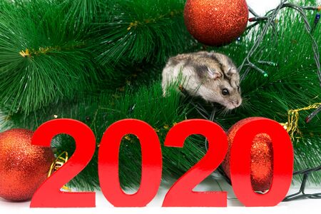 Christmas mouse among the branches of spruce. The symbol of the New Year rat runs through the next year to the numbers 2020.の写真素材