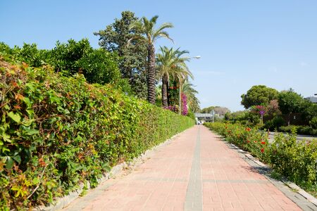 Pedestrian road among the bushes. The sidewalk is lined with road stone with bushes on both sides.の写真素材