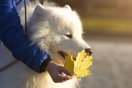 Big white dog in the park close-up, White dog husky husky pet walks on the street closeup,の写真素材