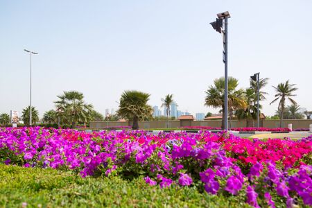 Red flowers are planted along the highway, among which a luxurious palm tree grows.の写真素材